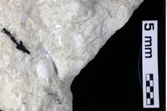 Foto (Detailansicht) von Decapoda indet. (NHMW-GEO-1990-0041-0202)